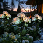 Blanc